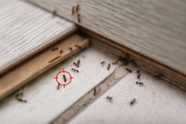 Best Mosquito Control Services  in Johnsonburg, PA