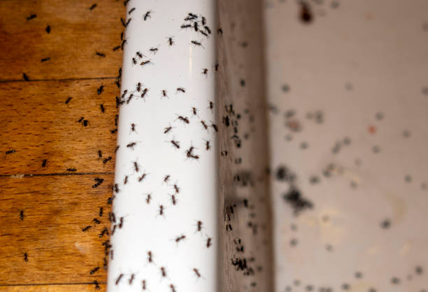 Best Emergency Pest Control  in Johnsonburg, PA